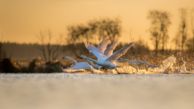 View of whooper swans taking flight from a lake during golden hour with splashing water and silhouettes of trees in the background in Debrzno, Pomeranian Voivodeship, Poland.