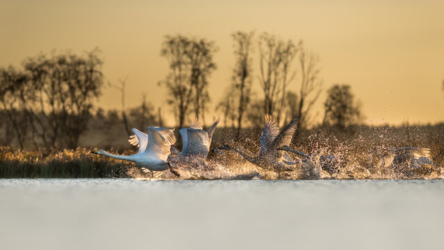 View of whooper swans taking off from a lake, creating water splashes in the golden light of sunset with trees in the background in Debrzno, Pomeranian Voivodeship, Poland.