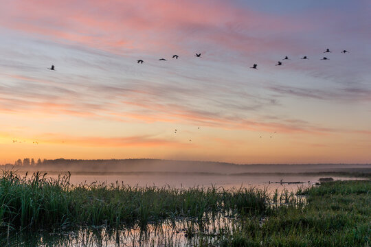 View of a lake at sunrise with mist hovering over the water, reeds in the foreground, and a flock of birds flying across the colorful sky in Debrzno, Pomeranian Voivodeship, Poland.