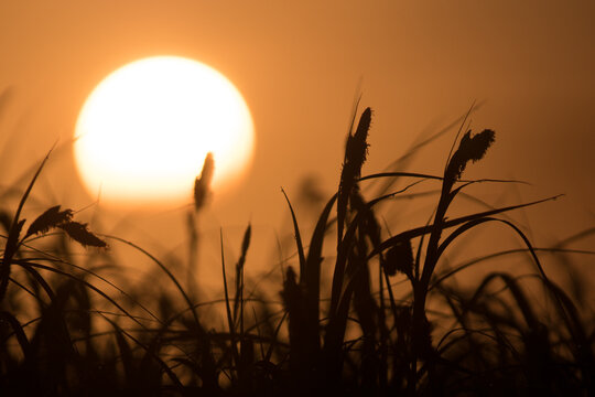 View of silhouetted grass and reeds against a large, glowing sun in a golden-orange sky at sunset in Debrzno, Pomeranian Voivodeship, Poland.