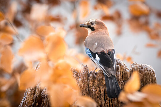 View of a Eurasian jay perched on a weathered, frost-covered tree stump surrounded by golden-brown autumn leaves in Debrzno, Pomeranian Voivodeshi, Poland.