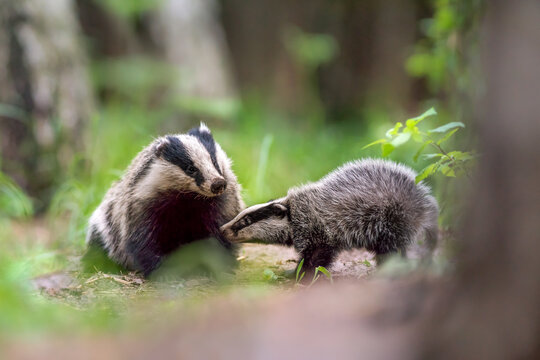 View of an adult European badger and its cub interacting in a lush green forest setting in Debrzno, Pomeranian Voivodeship, Poland.