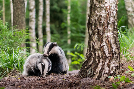 View of two badgers foraging in a forest near a birch tree in Debrzno, Pomeranian Voivodeship, Poland.