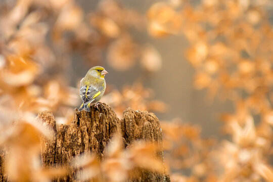 View of a European greenfinch perched on a weathered tree stump surrounded by blurred autumn foliage in Debrzno, Pomeranian Voivodeship, Poland.