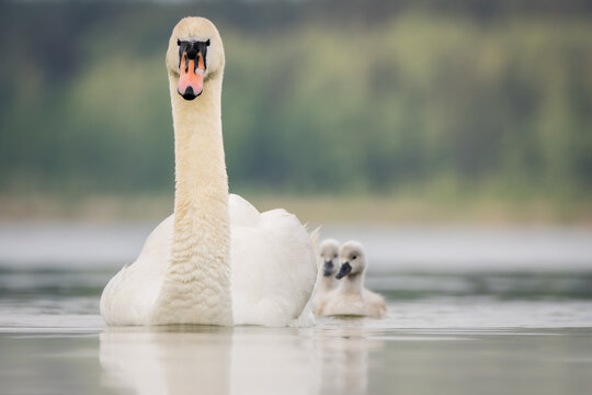View of a graceful mute swan swimming with its two fluffy cygnets on a calm lake in Debrzno, Pomeranian Voivodeship, Poland.