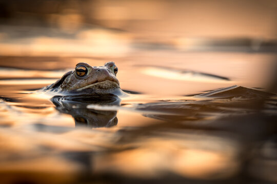View of a common toad partially submerged in calm water during golden hour with soft reflections in Debrzno, Pomeranian Voivodeship, Poland.