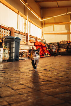Fes, Morocco - 11 November 2025: View of a calico cat walking across a tiled patio during the golden hour, with a red cloth and furniture in the background.