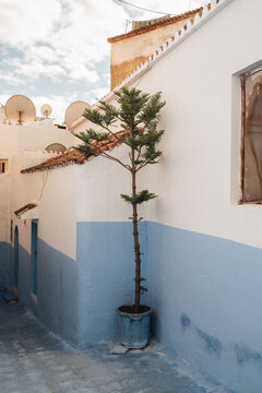 Chefchaouen, Tangier-Tetouan-Al Hoceima, Morocco - 14 November 2025: View of a tall tree in a blue pot in a corner of a street with iconic blue and white walls in Chefchaouen.