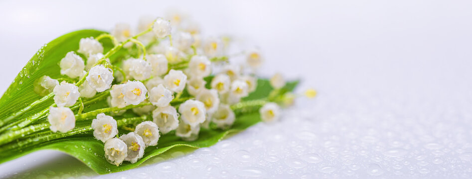 Lily of the valley, blooming spring white flowers, selective focus, banner with copy space for text. Horizontal background, close up