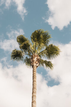 Rabat, Rabat-Sale-Kenitra, Morocco - 14 November 2025: View of a tall palm tree reaching towards a blue sky with soft white clouds.
