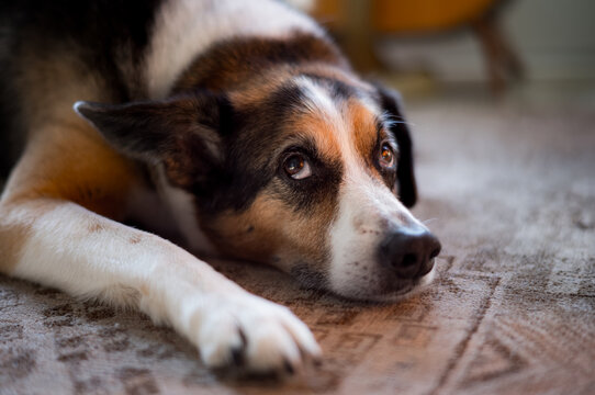 portrait of a sad dog