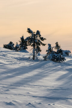 Aerial view of Yllas fell in winter with snow-covered pine trees casting long shadows across the pristine white landscape in Kolari, Lapland, Finland.