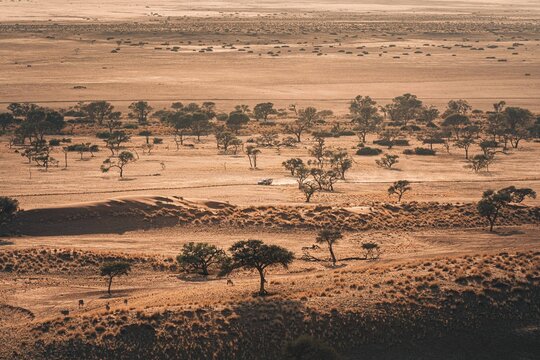 Namib Desert, Namibia - 10 September 2023: View of the arid Namib Desert landscape with scattered acacia trees, golden grasses, and a vehicle driving along a dirt track under warm sunlight.