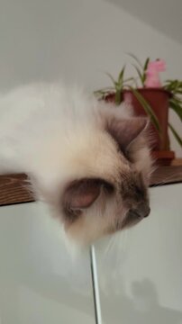 A fluffy Birman cat peered curiously down from the top of the wardrobe.