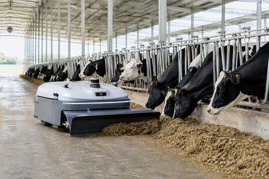 Autonomous feed pusher robot in modern dairy barn