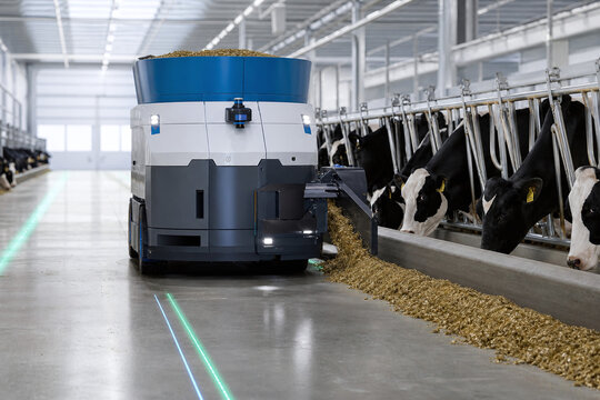 Autonomous feeding robot serving dairy cows in modern barn