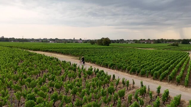 Drone view of a man riding a bicycle from right to left along a path through lush green Chardonnay vineyards in the Burgundy wine region of France, enjoying healthy outdoor exercise in vibrant summer 