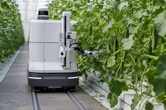 Autonomous greenhouse rover tending cucumber vines