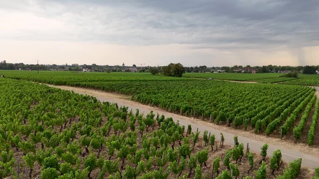 Aeria view of a man and woman riding bicycles from left to right through lush green Chardonnay vineyards in Burgundy, France, enjoying active outdoor exercise together in bright, vibrant summer scener