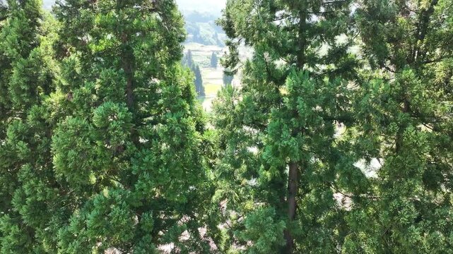 Aerial view of dense cedar forest canopy in the hills of Yamakoshi, Niigata, Japan.