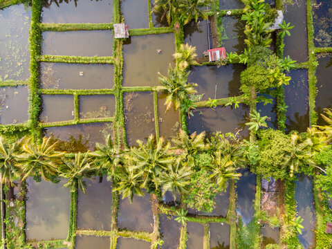 Aerial view of Karangnangka rice paddies and fish ponds with lush palm trees and green vegetation in Kedungbanteng, Central Java, Indonesia.
