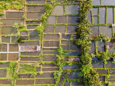 Aerial view of Karangnangka fish ponds surrounded by lush palm trees and green vegetation in the rural landscape of Kedungbanteng, Central Java, Indonesia.