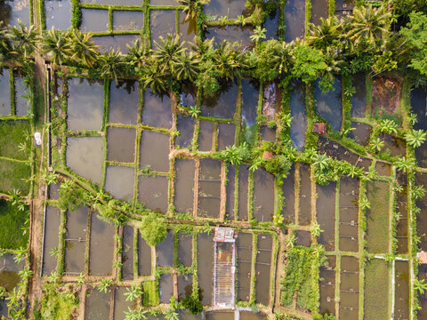 Aerial view of Karangnangka fish ponds with lush palm trees and irrigation channels in Kedungbanteng, Central Java, Indonesia.