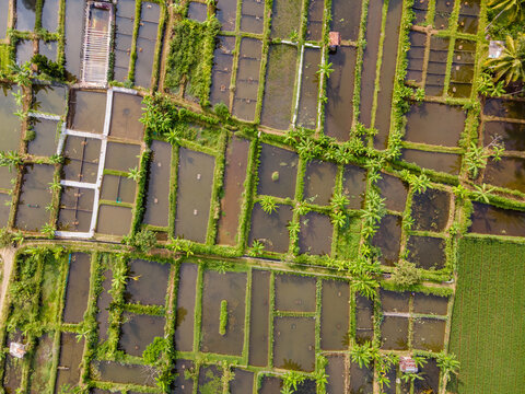Aerial view of Karangnangka fish ponds surrounded by lush green vegetation and rural agricultural plots in Kedungbanteng, Central Java, Indonesia.