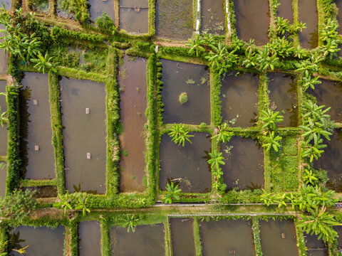 Aerial view of Karangnangka fish ponds surrounded by lush green vegetation and banana trees in the agricultural landscape of Kedungbanteng, Central Java, Indonesia.