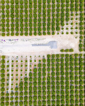 Aerial view of the Anza-Borrego Desert State Park orchard with rows of green citrus trees planted in a geometric pattern across the arid landscape in California, United States.