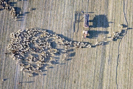 Coglu, Karaman, Turkiye - 20 September 2023: Aerial view of a large flock of sheep grazing in a harvested field with a tractor and agricultural equipment nearby.