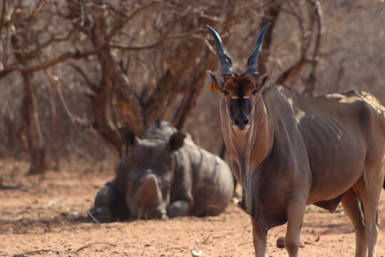 View of an eland standing in the foreground with a rhinoceros resting in the dry bushveld of Thabazimbi, Limpopo, South Africa.