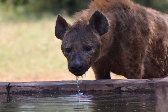 View of a spotted hyena drinking water from a concrete trough at Tumbeta Private Game Reserve, Thabazimbi, Limpopo, South Africa.