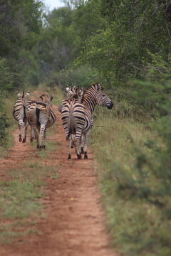 View of a herd of zebras walking along a dirt path at Tumbeta Private Game Reserve, Thabazimbi, Limpopo, South Africa.