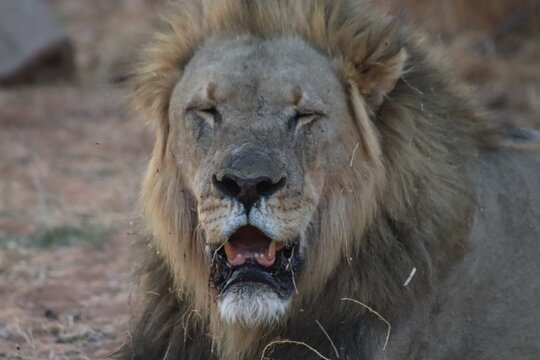 View of a male lion with a full mane and eyes closed resting in the savanna at Tumbeta Private Game Reserve in Thabazimbi, Limpopo, South Africa.