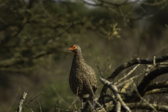 View of a Swainson's spurfowl perched on a dry branch amidst the natural bushveld vegetation at Tumbeta Private Game Reserve, Thabazimbi, Limpopo, South Africa.