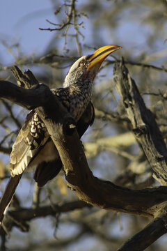View of a southern yellow-billed hornbill perched on a dry tree branch at Tumbeta Private Game Reserve, Thabazimbi, Limpopo, South Africa.