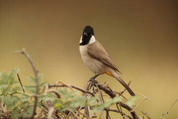 Fototapeta premium The white-eared bulbul (Pycnonotus leucotis leucotis) is a member of the bulbul family. It is found in south-western Asia from India to the Arabian peninsula. This photo was taken in west India.