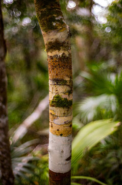 A colorful treek trunk in the forest in Eastern Belize, Central America