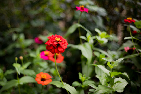 red flowers in the garden in Eastern Belize, Central America