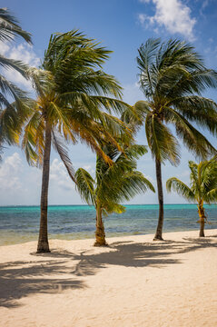 Coastal beach scenes in San Pedro on Ambergris Caye in Belize, Central America.