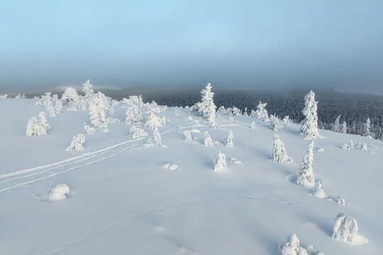 Aerial view of Yllas fell covered in deep snow with frost-laden spruce trees and a ski track winding through the winter landscape in Kolari, Lapland, Finland.
