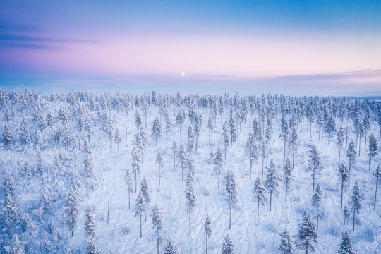 Aerial view of a vast snow-covered forest with frost-laden pine trees under a soft purple and blue twilight sky in Enontekio, Lapland, Finland.