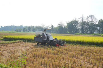 Fototapeta premium Rice combine harvester machine standing in a golden paddy field during harvest season with trees in the background.