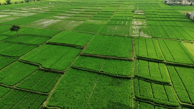Aerial view of lush green rice paddies with irrigation channels and a small tree in the rural landscape of Singosari, East Java, Indonesia.