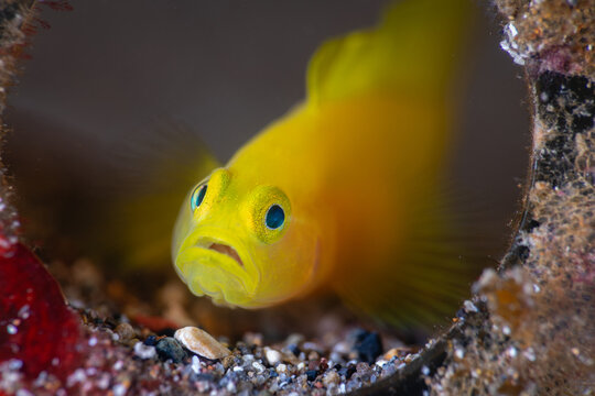 Yellow pygmy goby