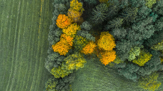 Aerial view of autumn foliage in the forest bordering a green field in Cesis, Cesis Municipality, Latvia.