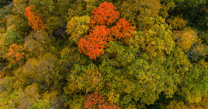 Aerial view of a dense forest canopy displaying vibrant autumn colors with shades of orange, yellow, and green foliage in Sigulda, Sigulda Municipality, Latvia.