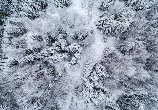 Aerial view of a dense forest covered in fresh snow with evergreen trees and winding paths in Latvia.
