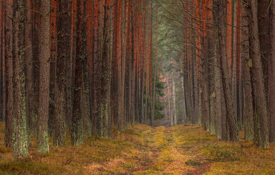 View of a dirt path winding through the dense pine trees of Tuchola Forest with mossy ground and lichen-covered trunks in Male Swornegacie, Pomeranian Voivodeshi, Poland.